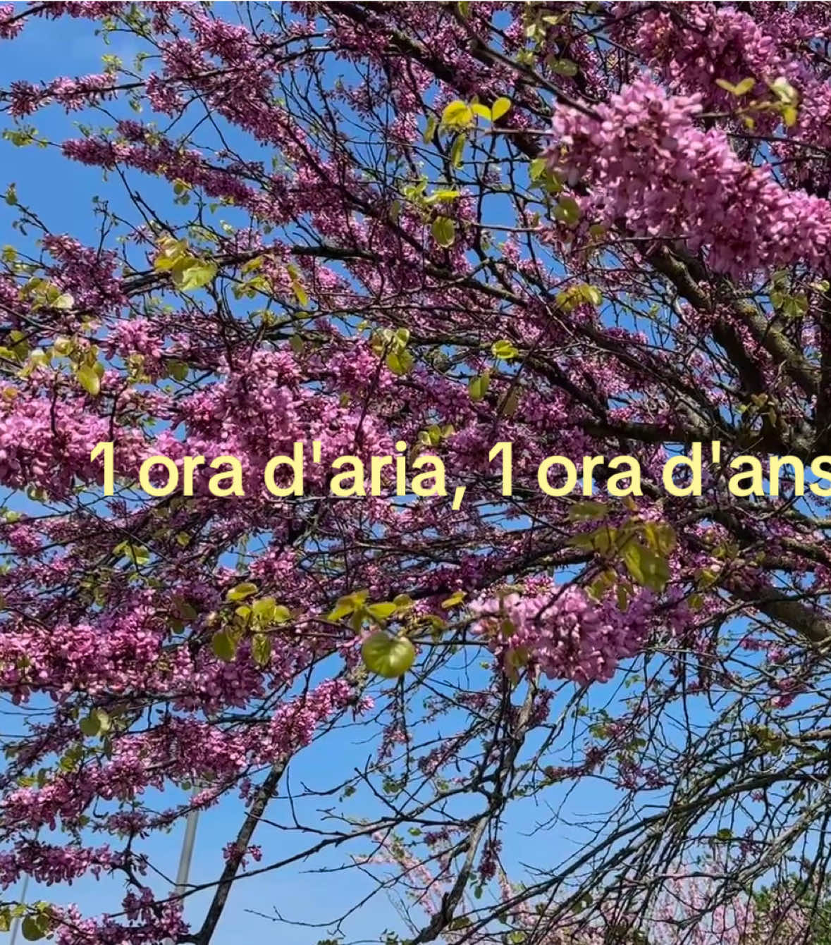 @💿