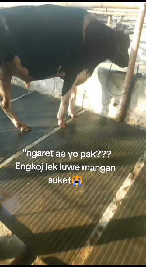 @🦖 vᧉ᩠֗ᧉ᩠֗ dִׂׂׂ݂݂αׂׅׅ🐢