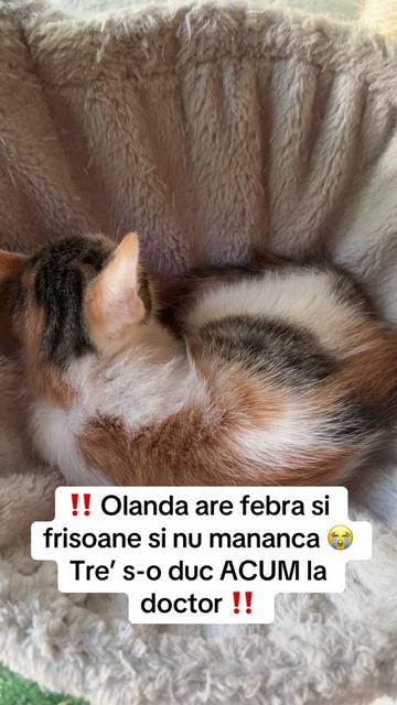 @Geta Trofin