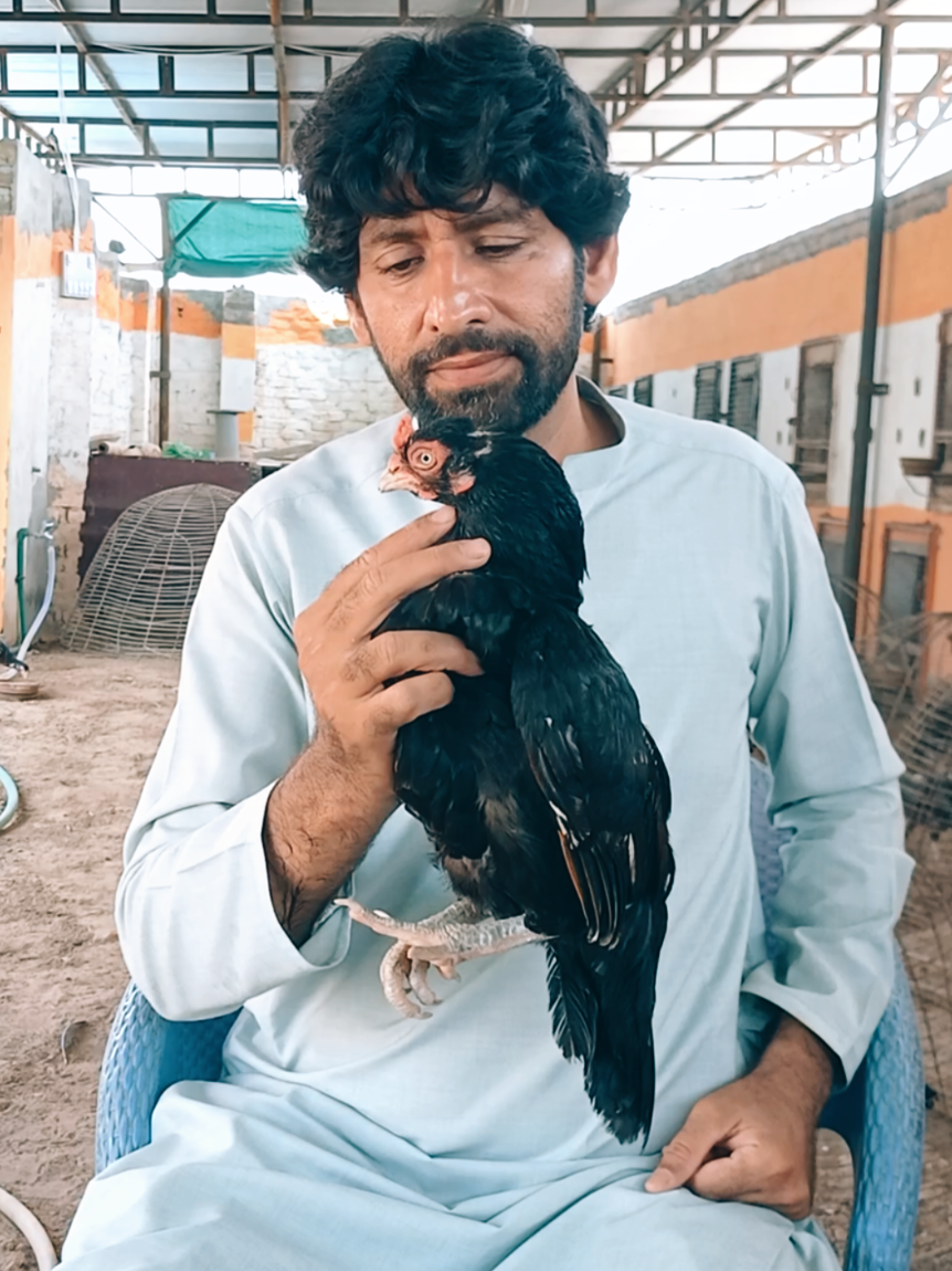 @Sajjad Aseel Farm