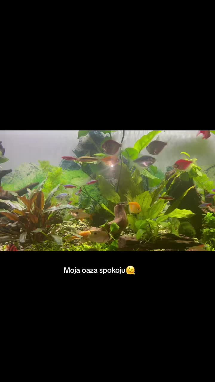 @R&oacute;ża _Queen 🌹👑