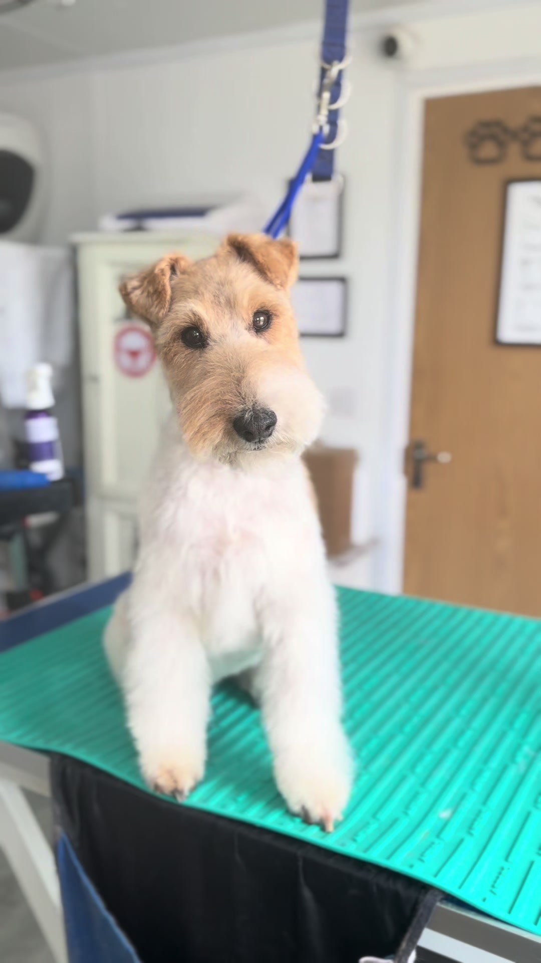 @madeleinesdoggrooming