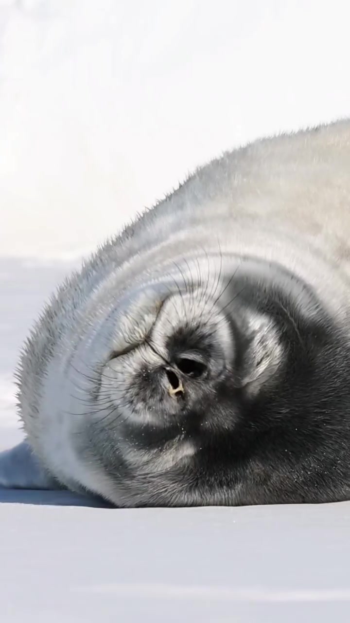 @🩷🎀 seal 🦭🩷