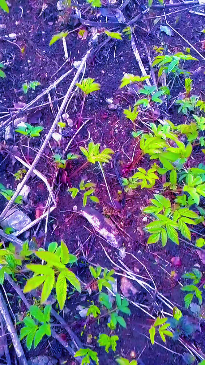 @Балыкчы Малай