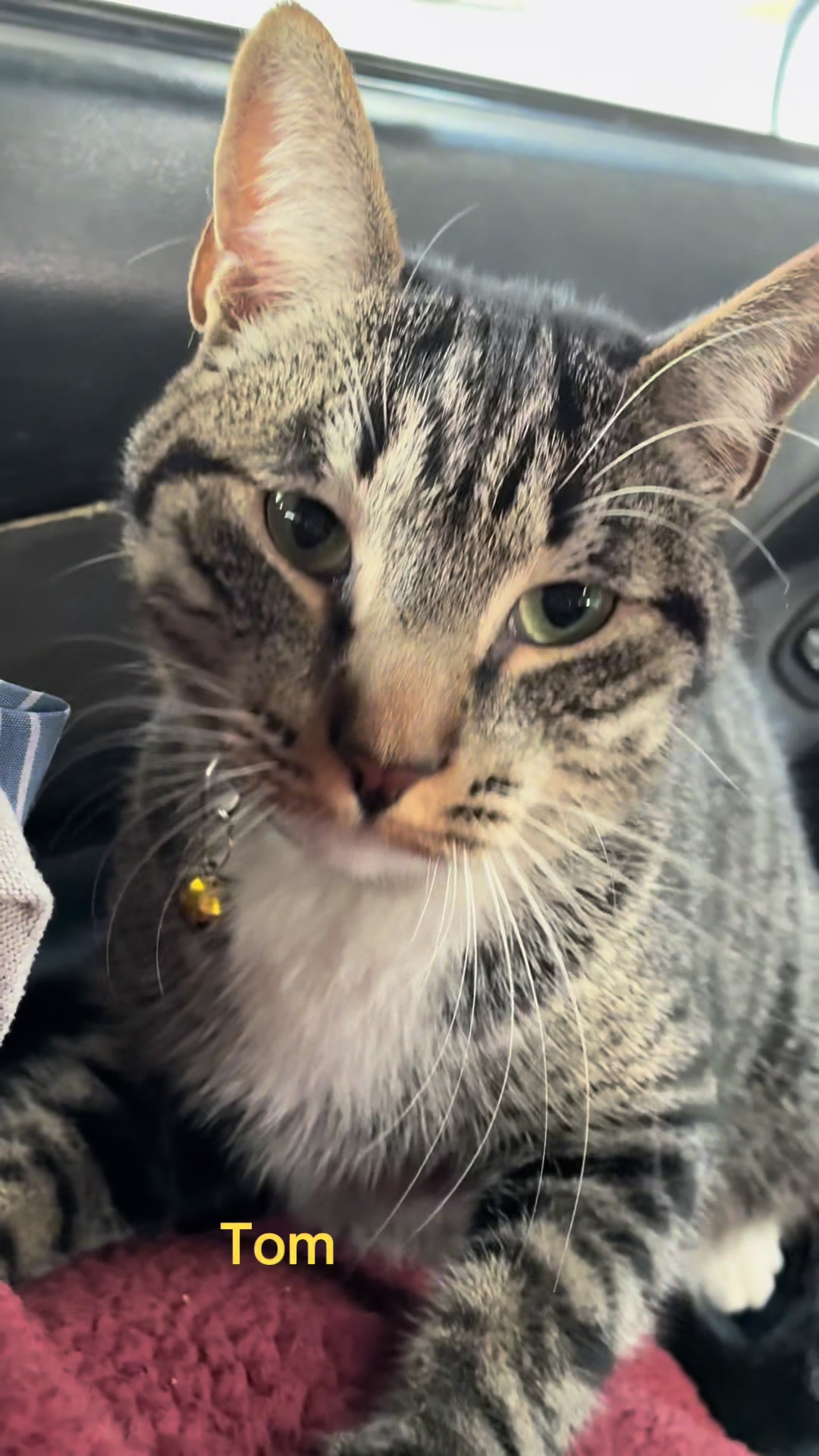 @Amri Gatitos