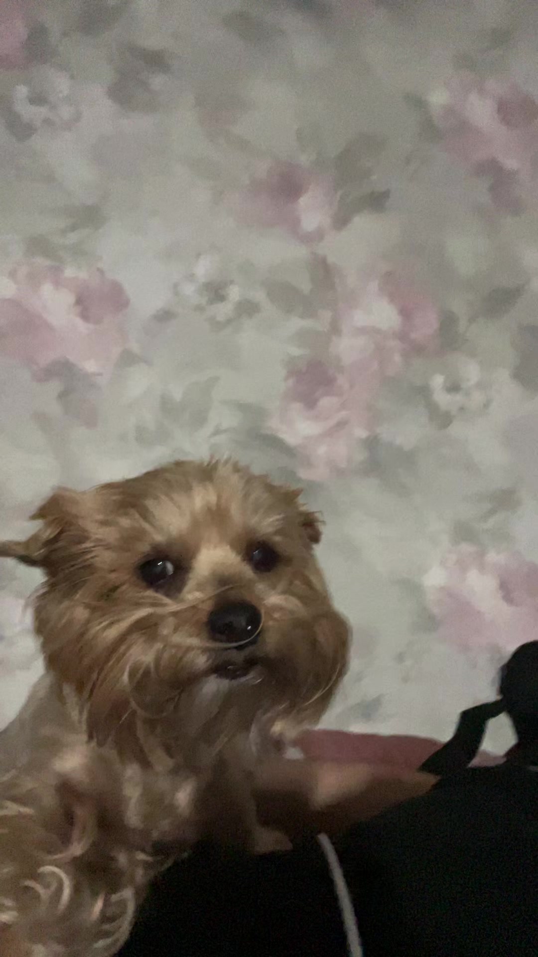 @мэтью соевый нормис