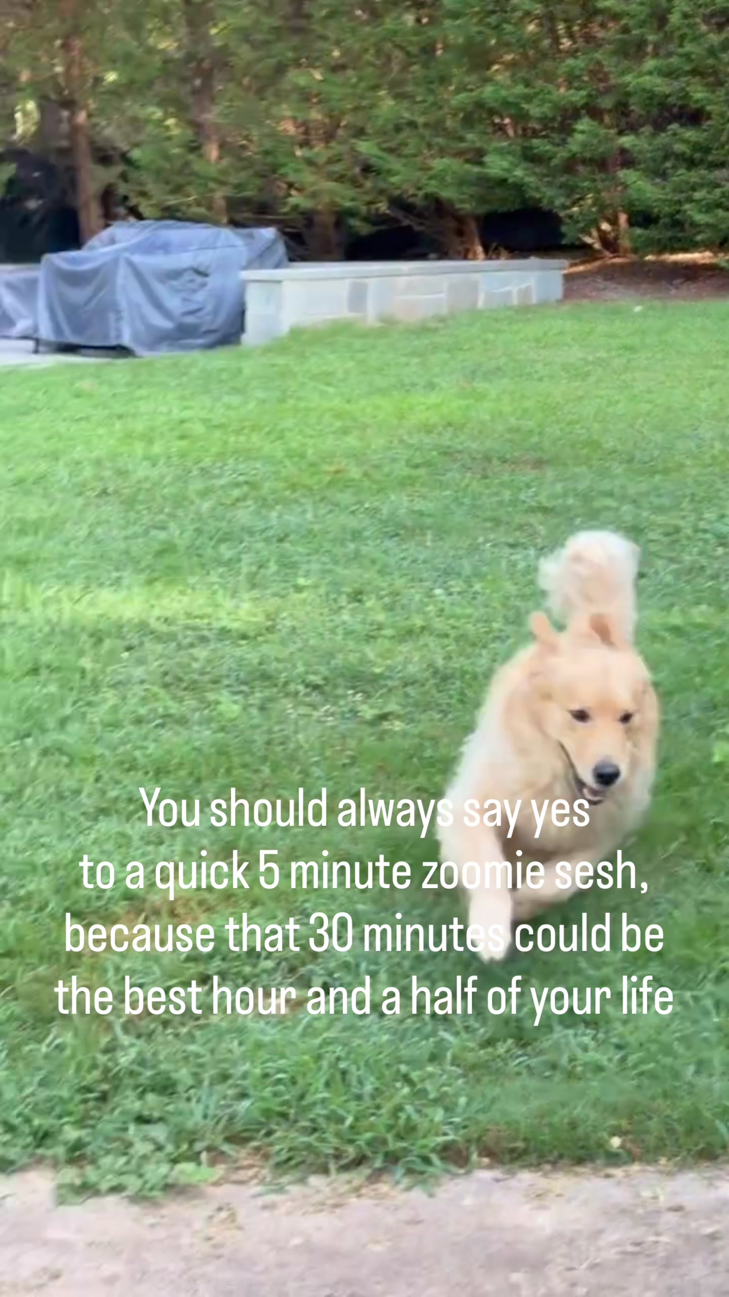 @DogMomisms