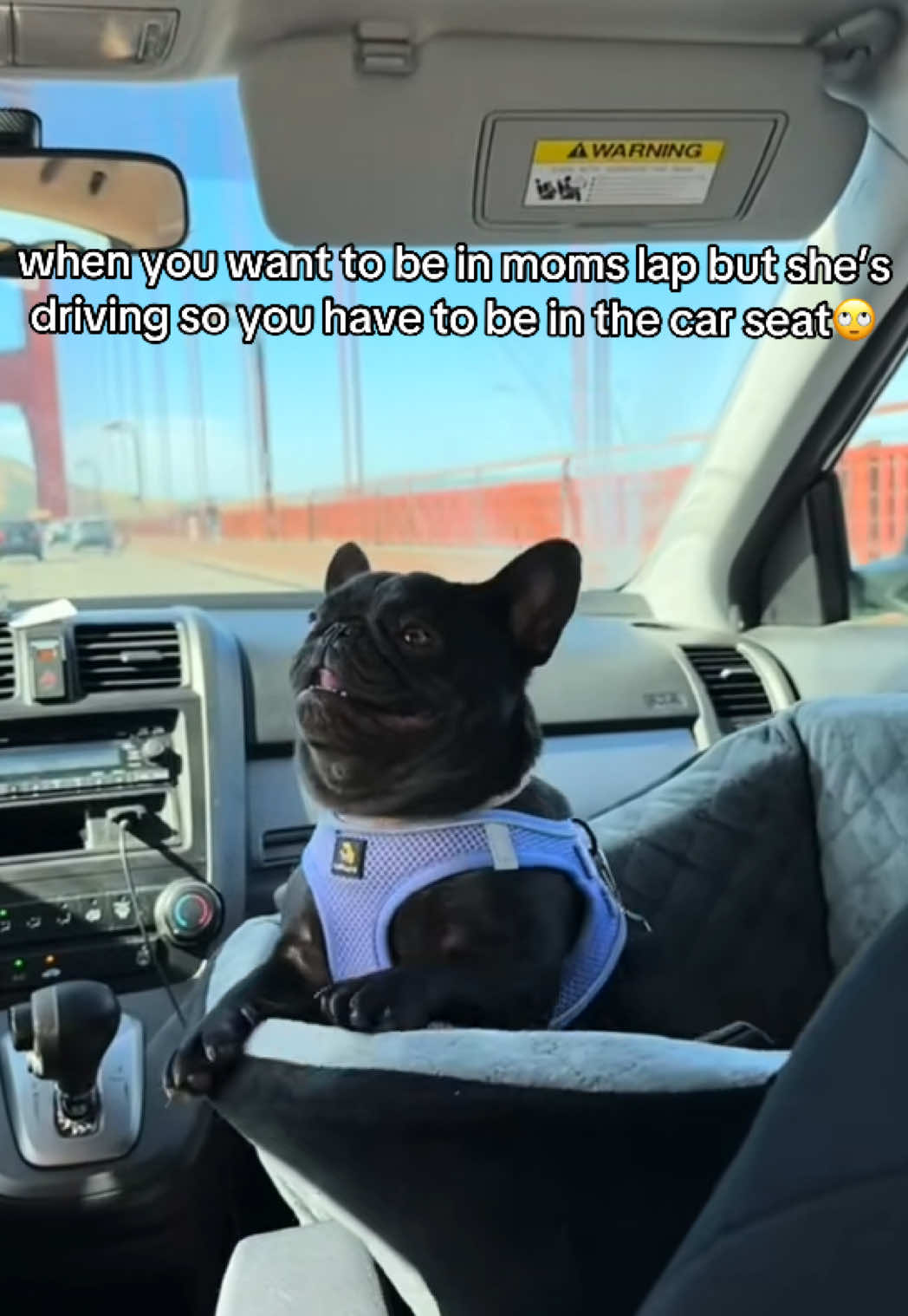 @Mabel the Frenchie
