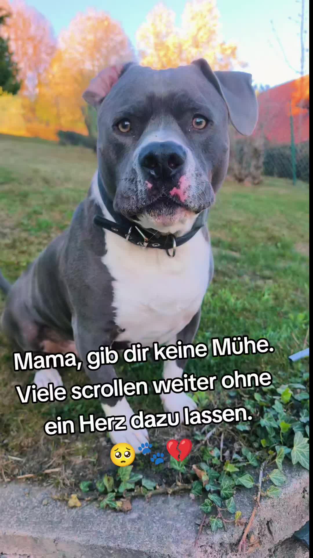 @Kampfschmusser_Nero🖤