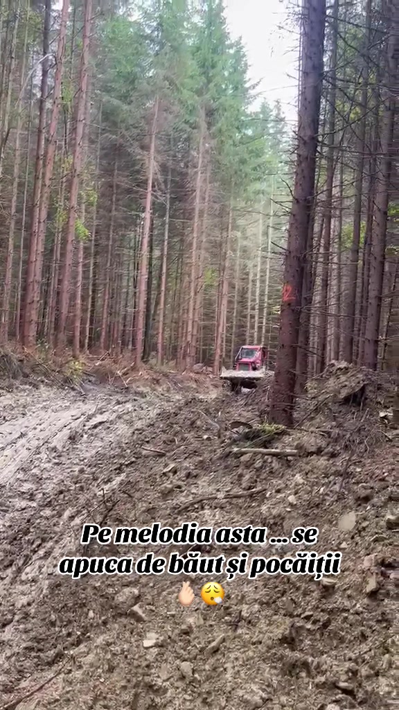 @Darius🌲