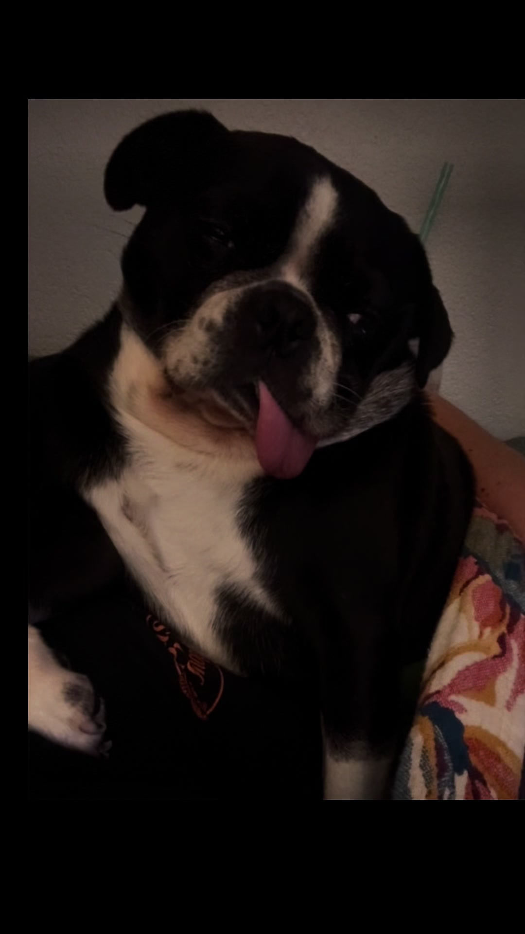 @ThreeCrustyPugs