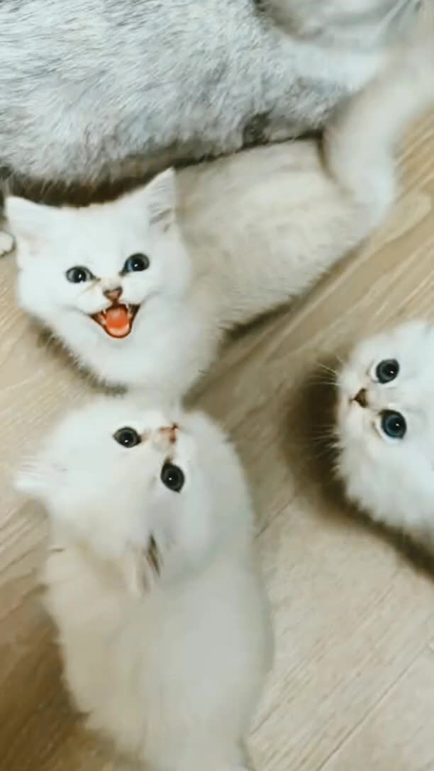@animal family 0302