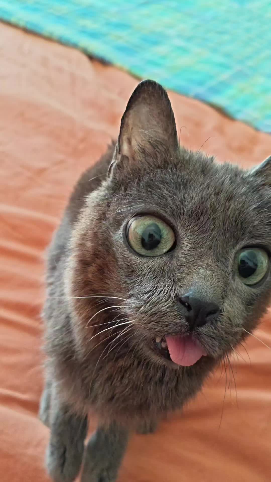 @blu_the_blep