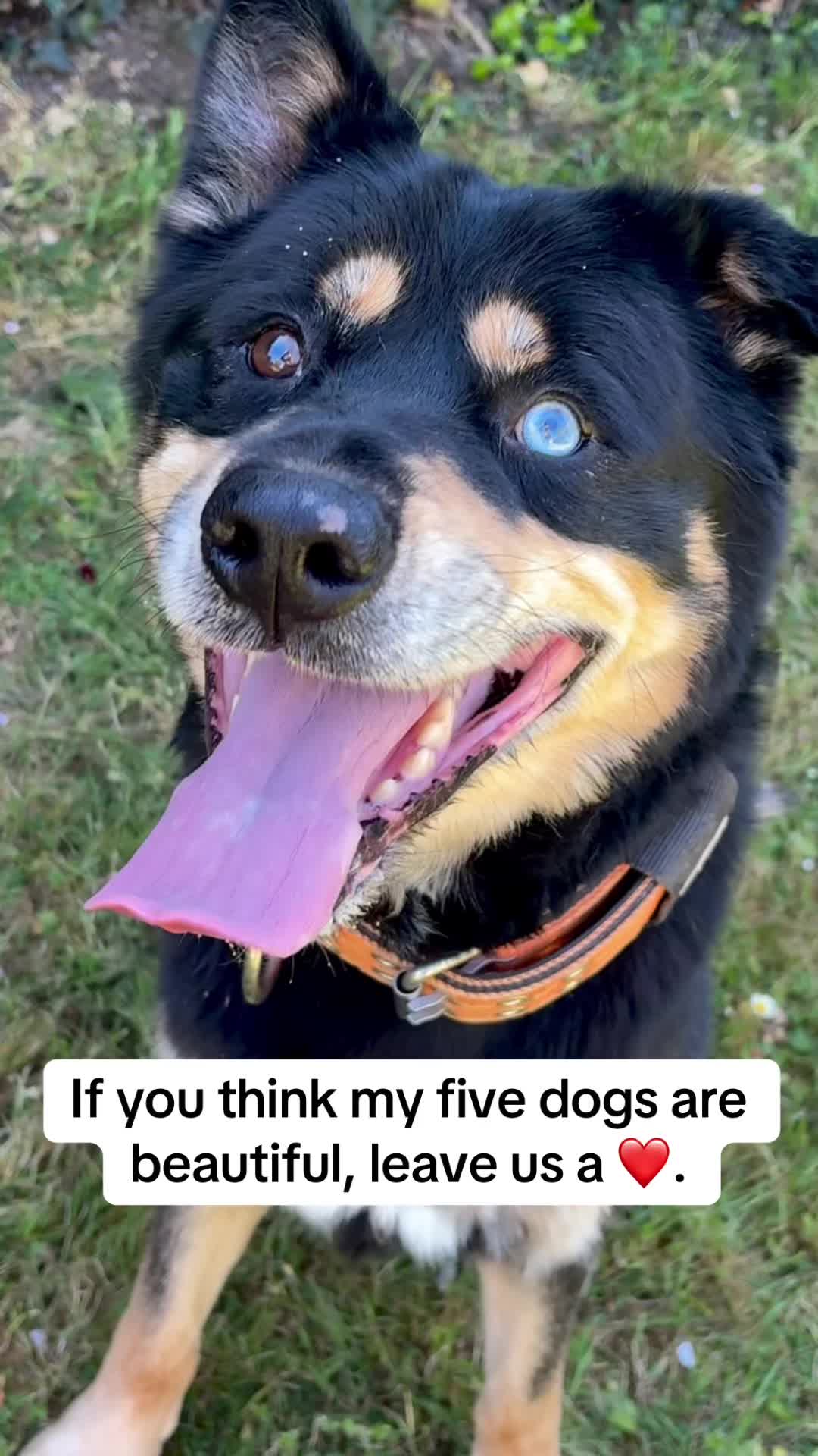 @Pawsome Fivesome