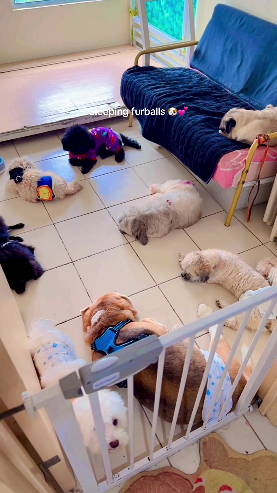 @The Fibibi Paws- Pet Sitting