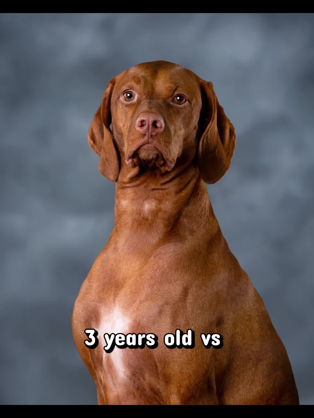 @waylonthevizsla