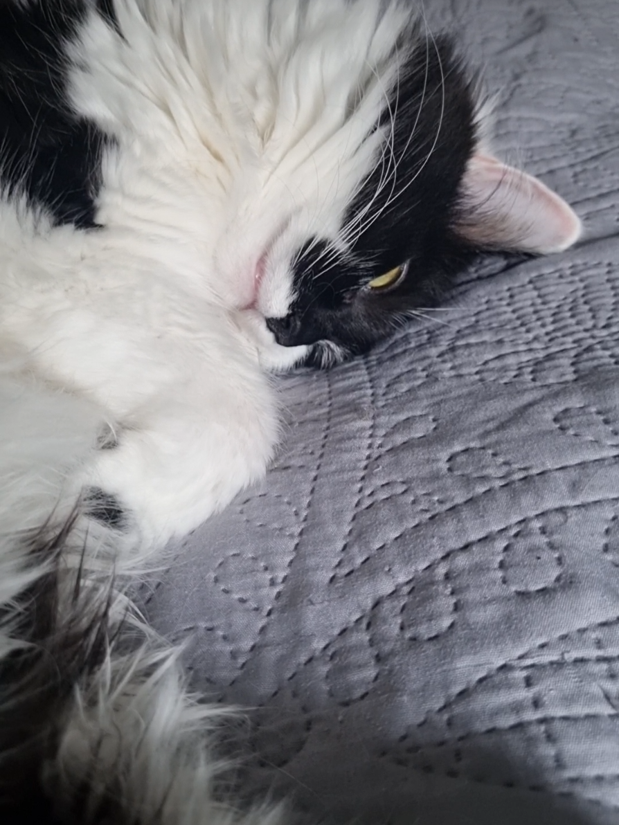 @2catlife