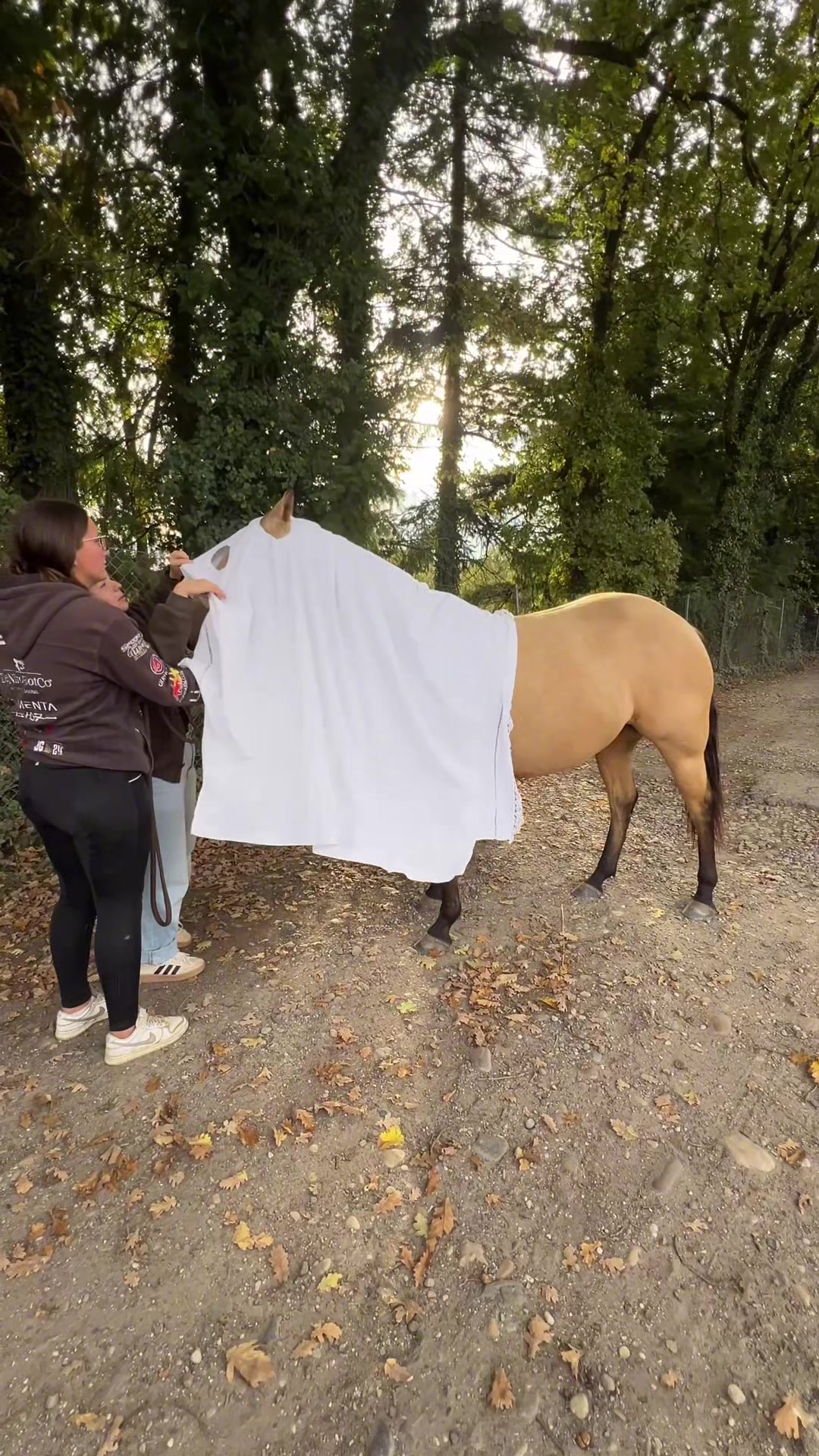 @Seren the pony 🐴