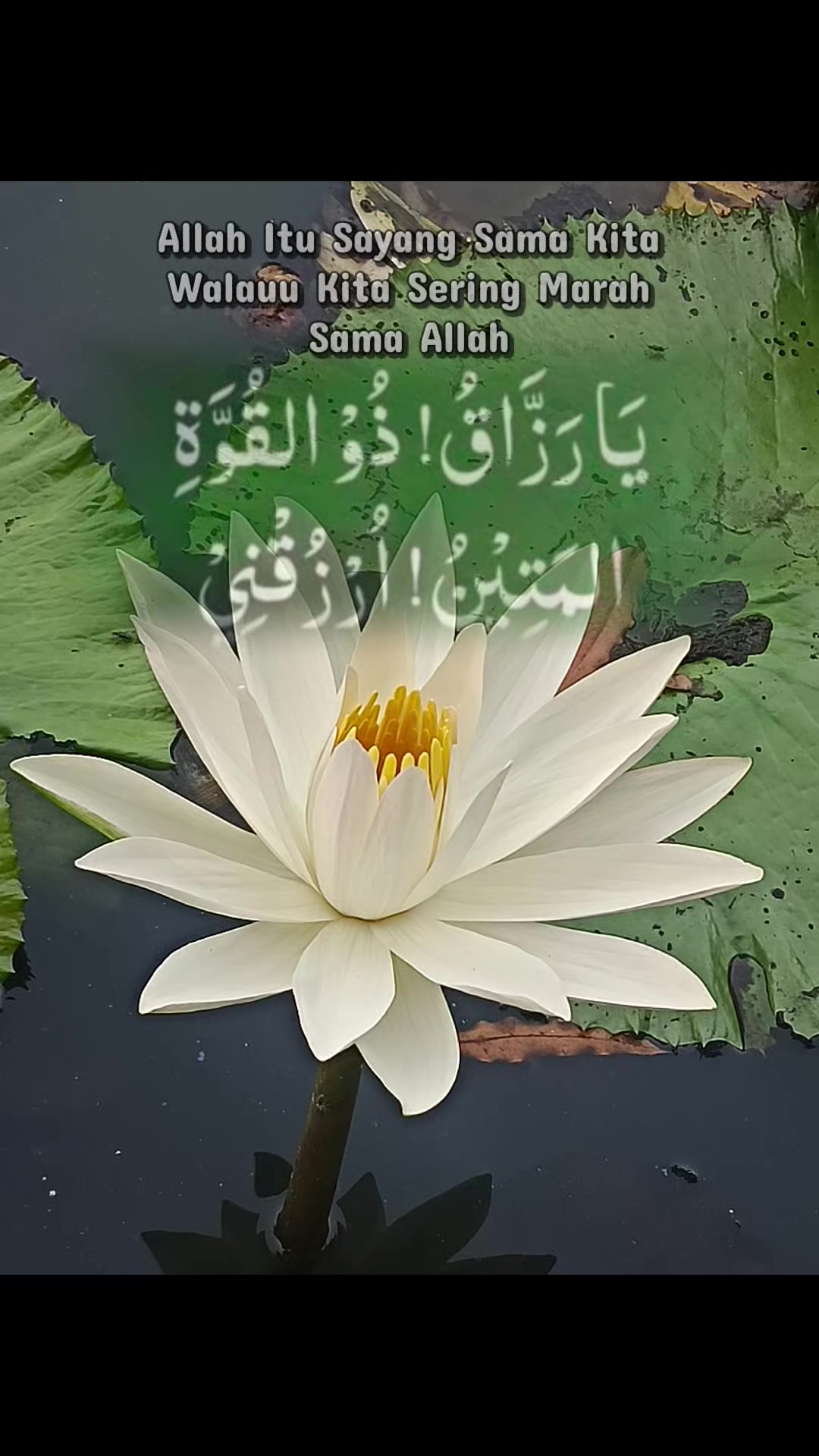 @FokusRezekiHalal