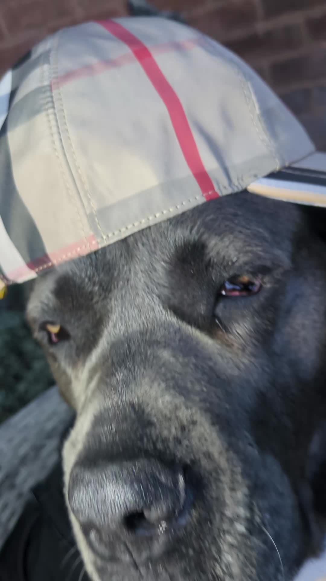 @mist_the_canecorso