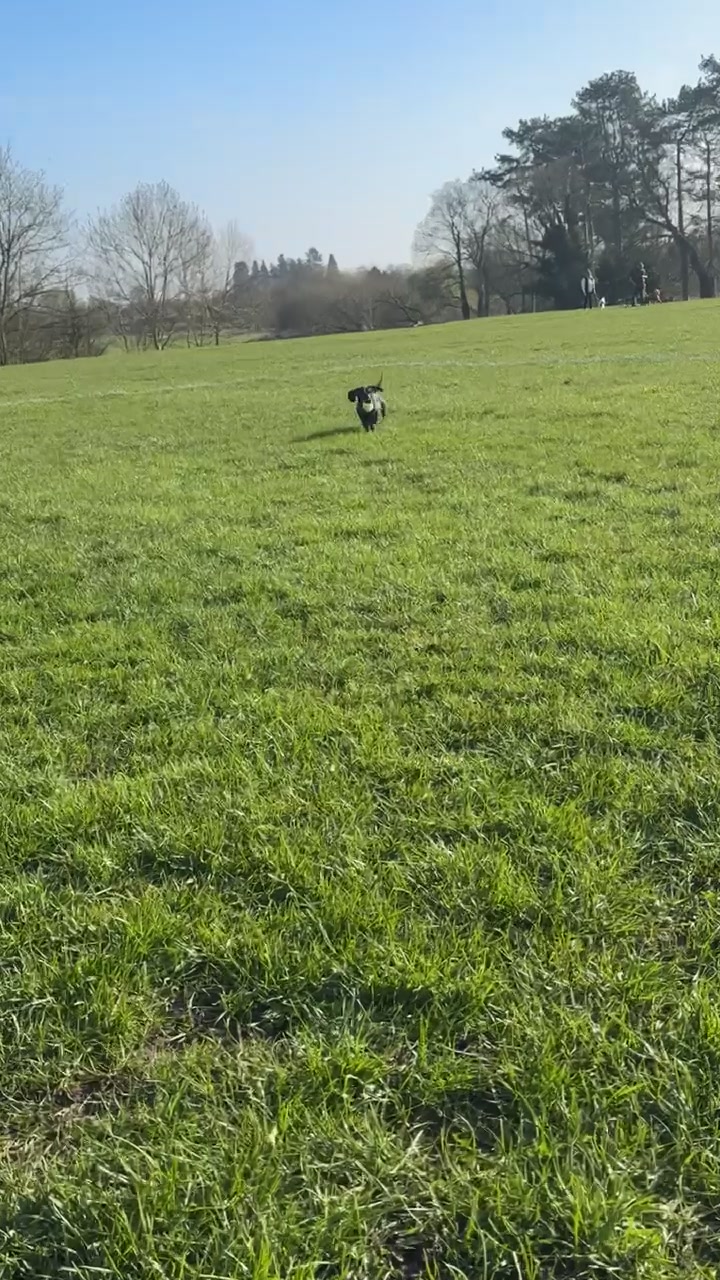 @Emily ][ DachshundDiaries