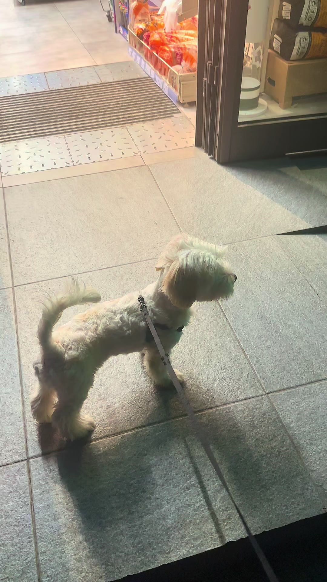 @Puppy 🐶