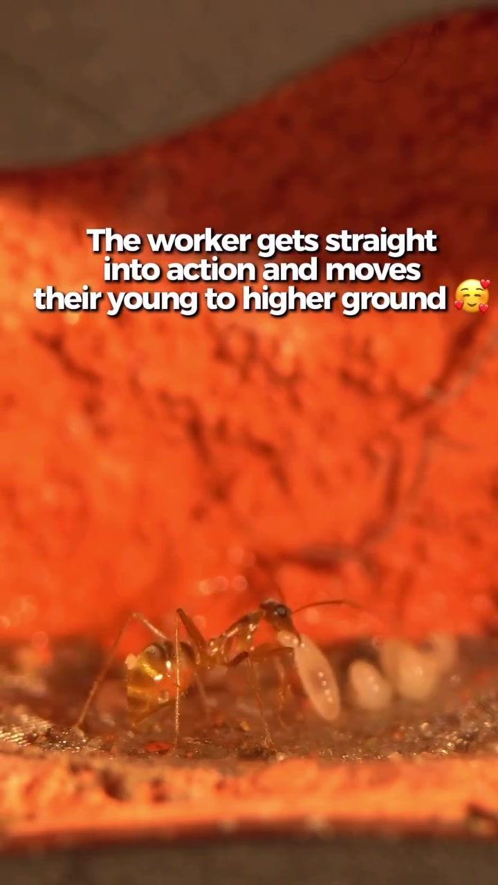 @antshq