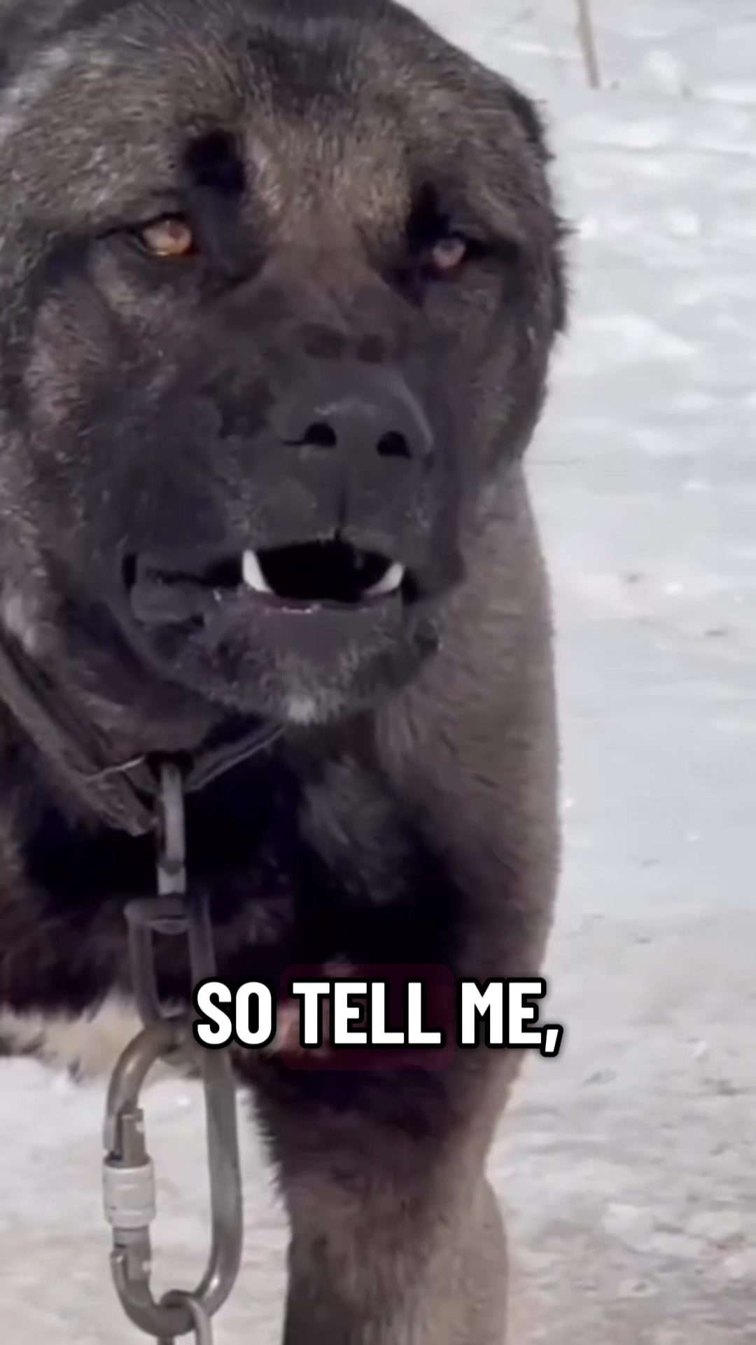 @Ultimate Puppies