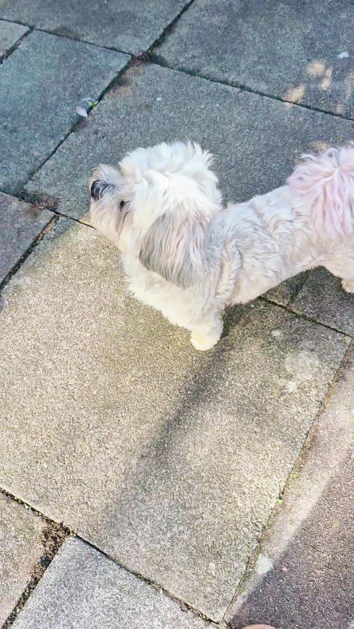 @Teddy bear dancingdog