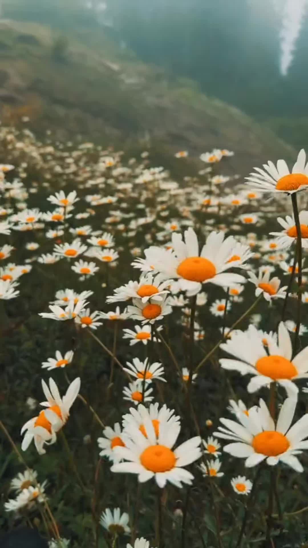 @Ismail Mirza