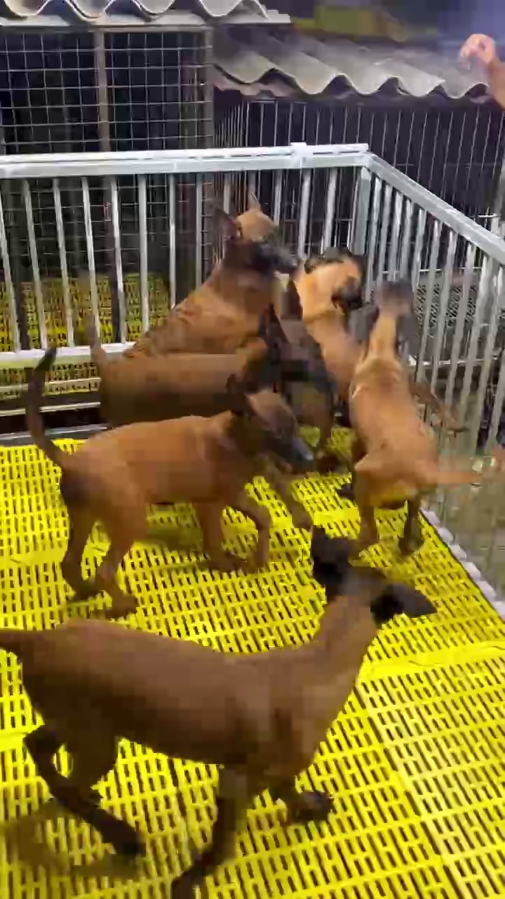 @Hồ Huy Malinoiis