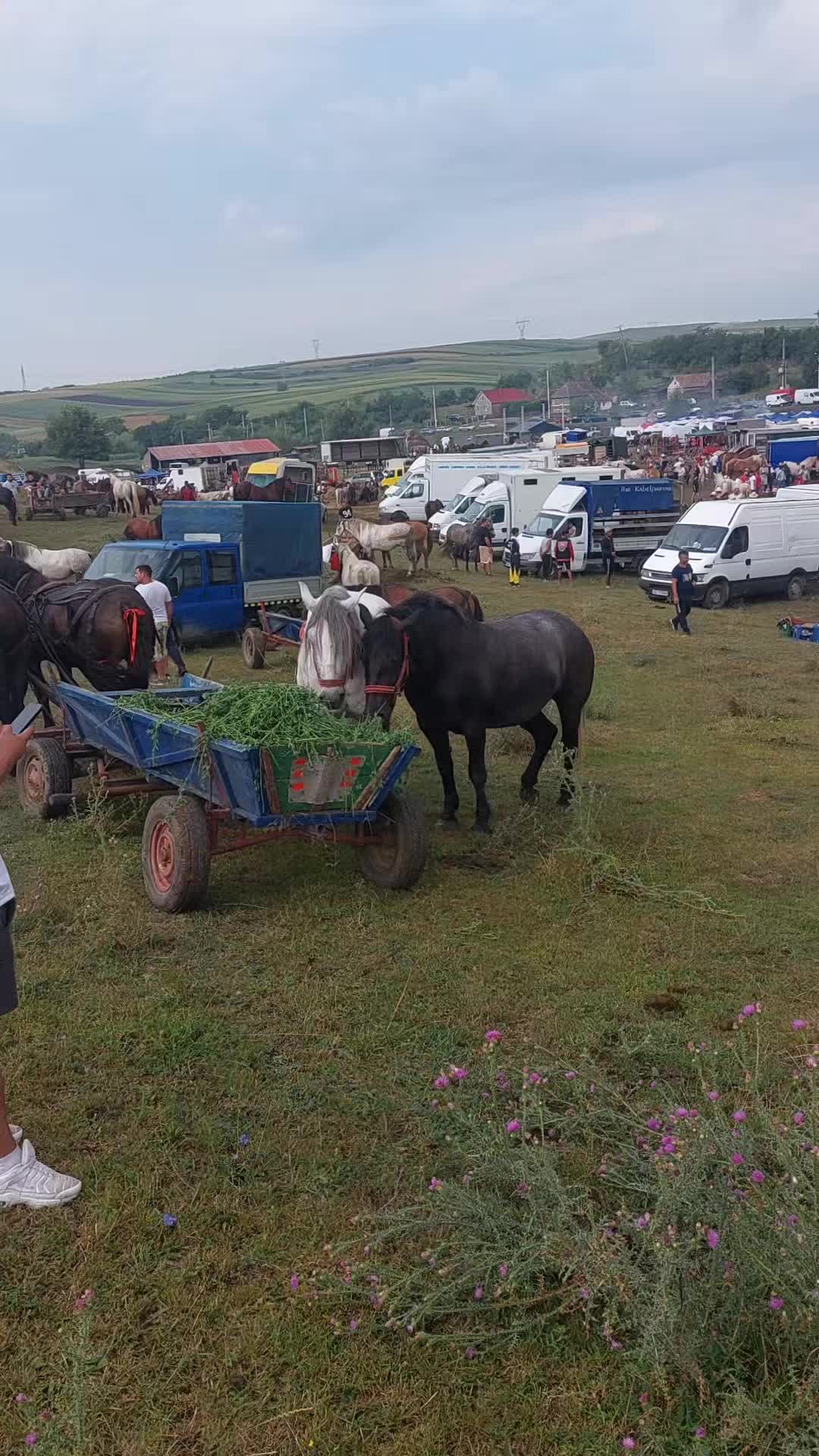@călin