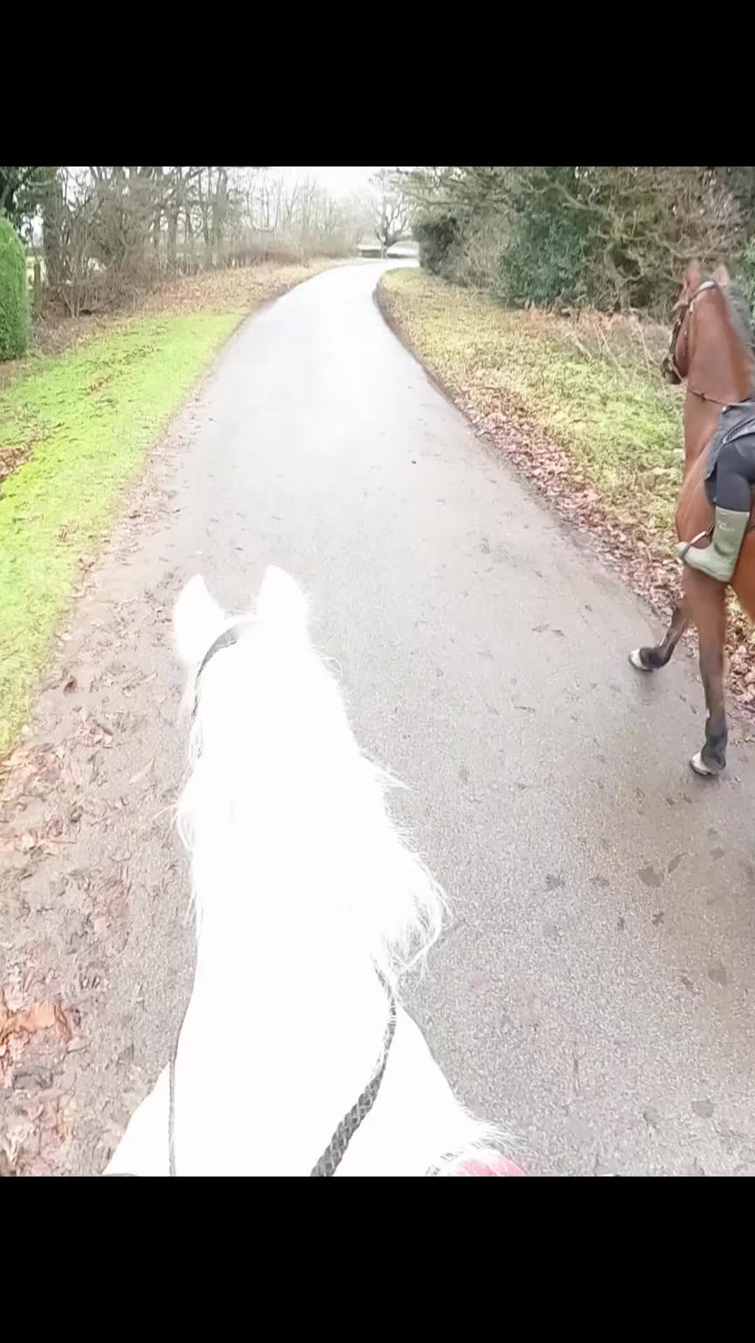 @Chase Gate Equine