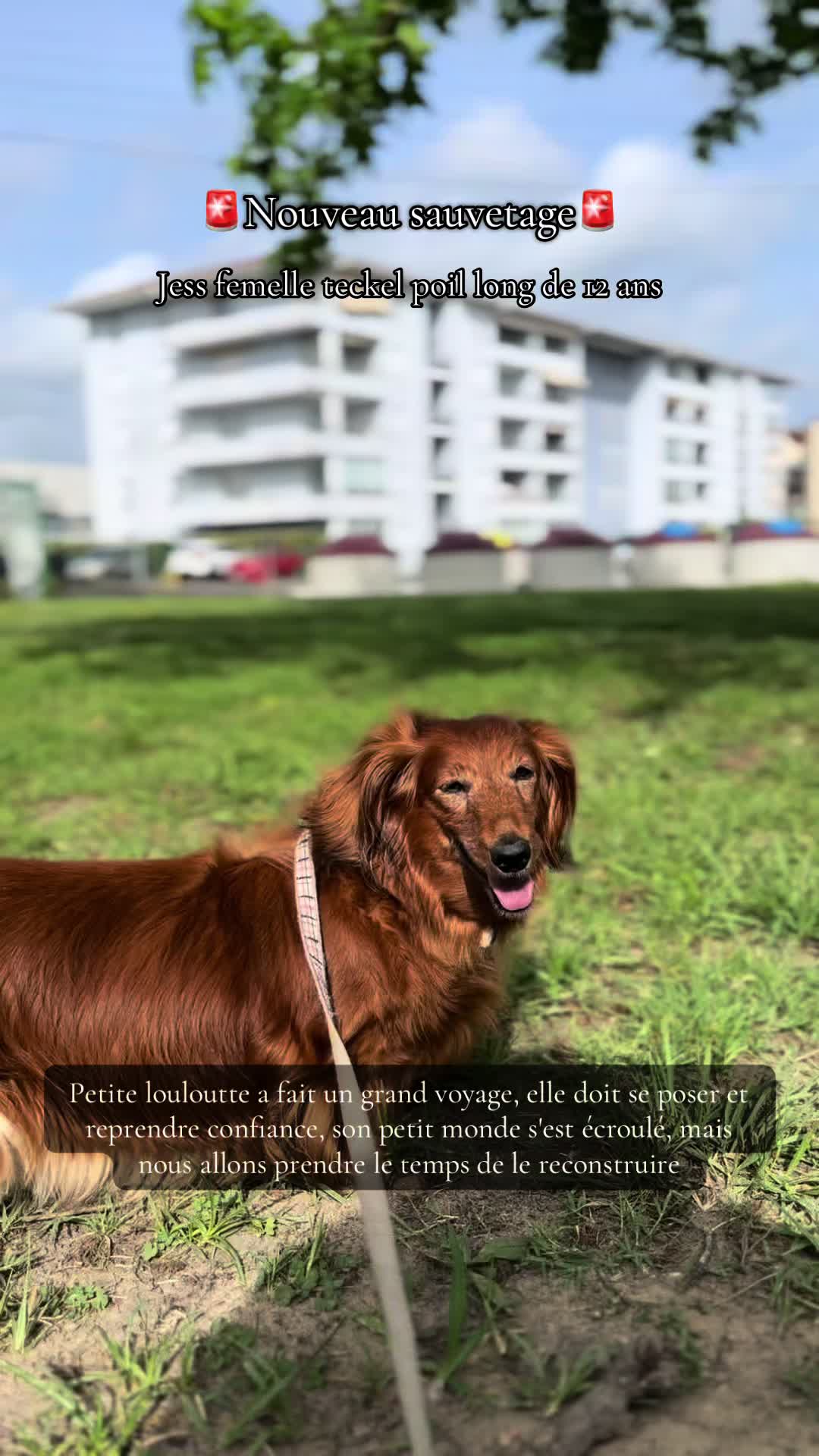 @Association Puppykittyfrance