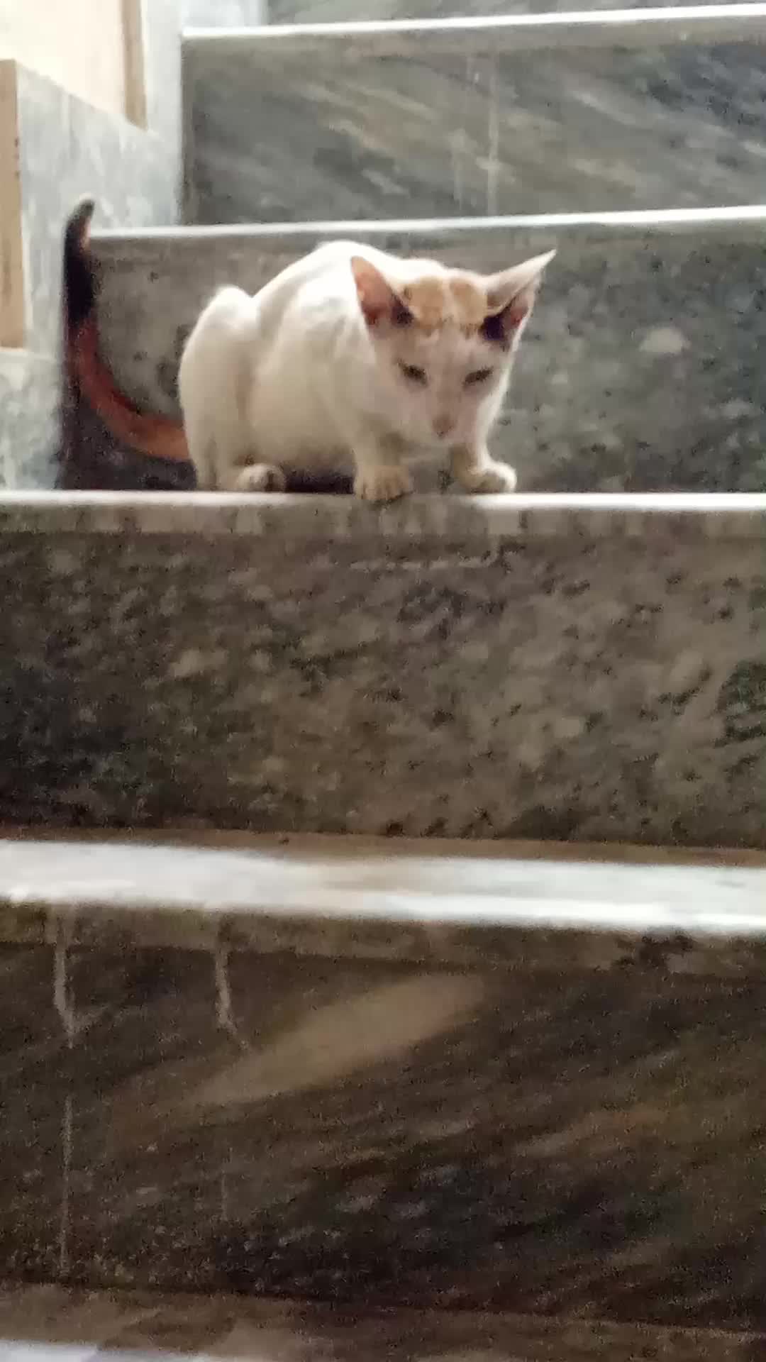 @cutecatlover8172