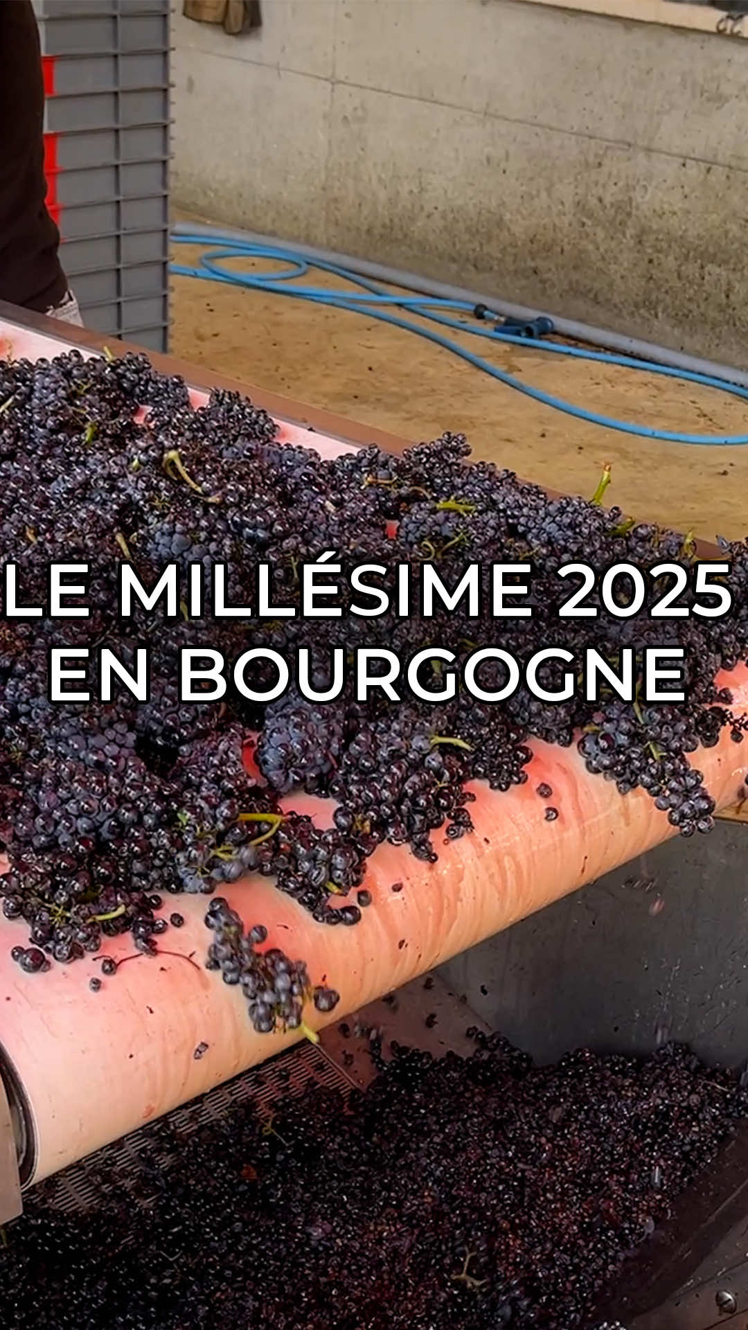 @Le Go&ucirc;t des Racines