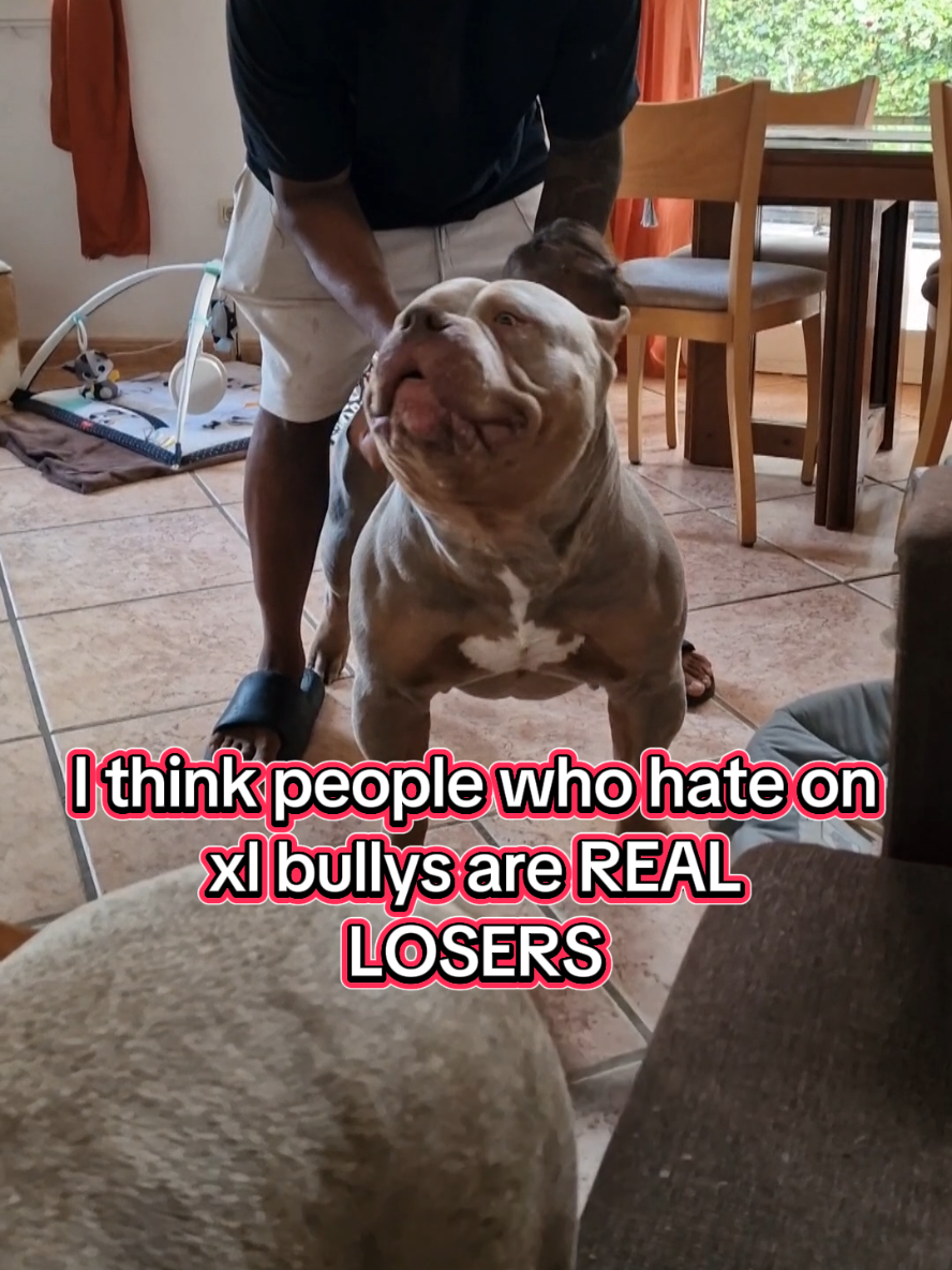 @bullyranchespania