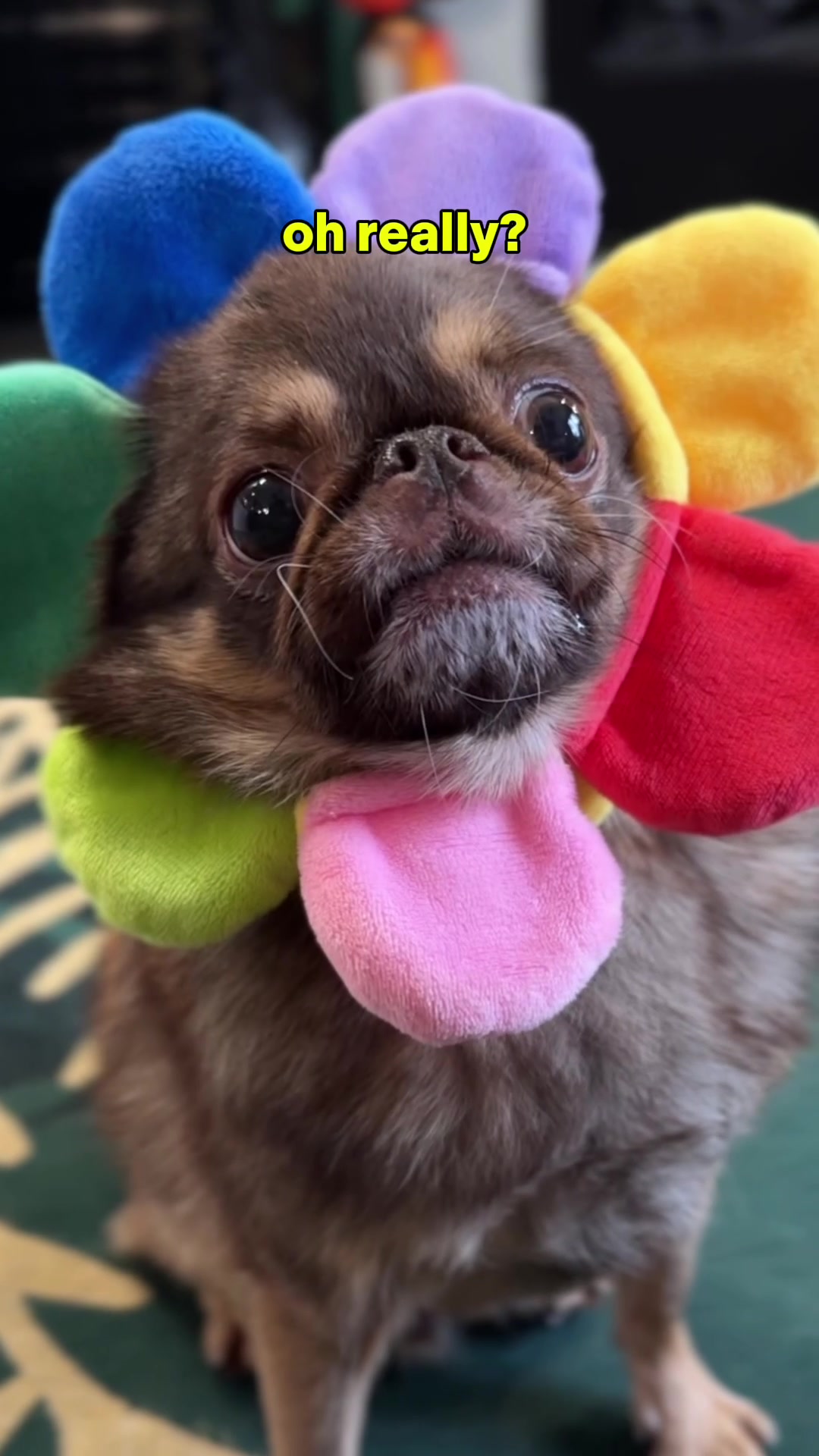 @ChilliThePug