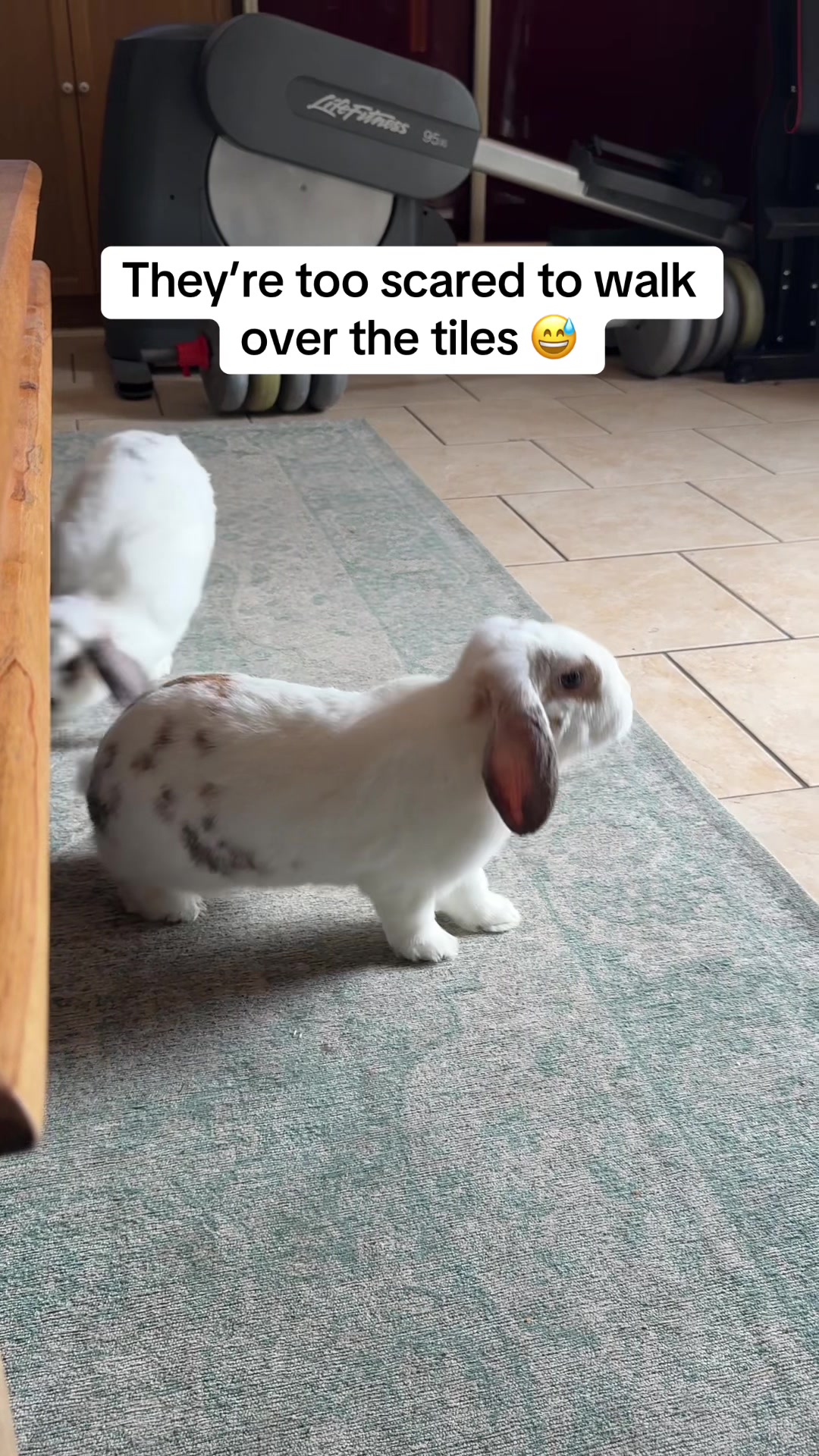 @Bun, two, three, four