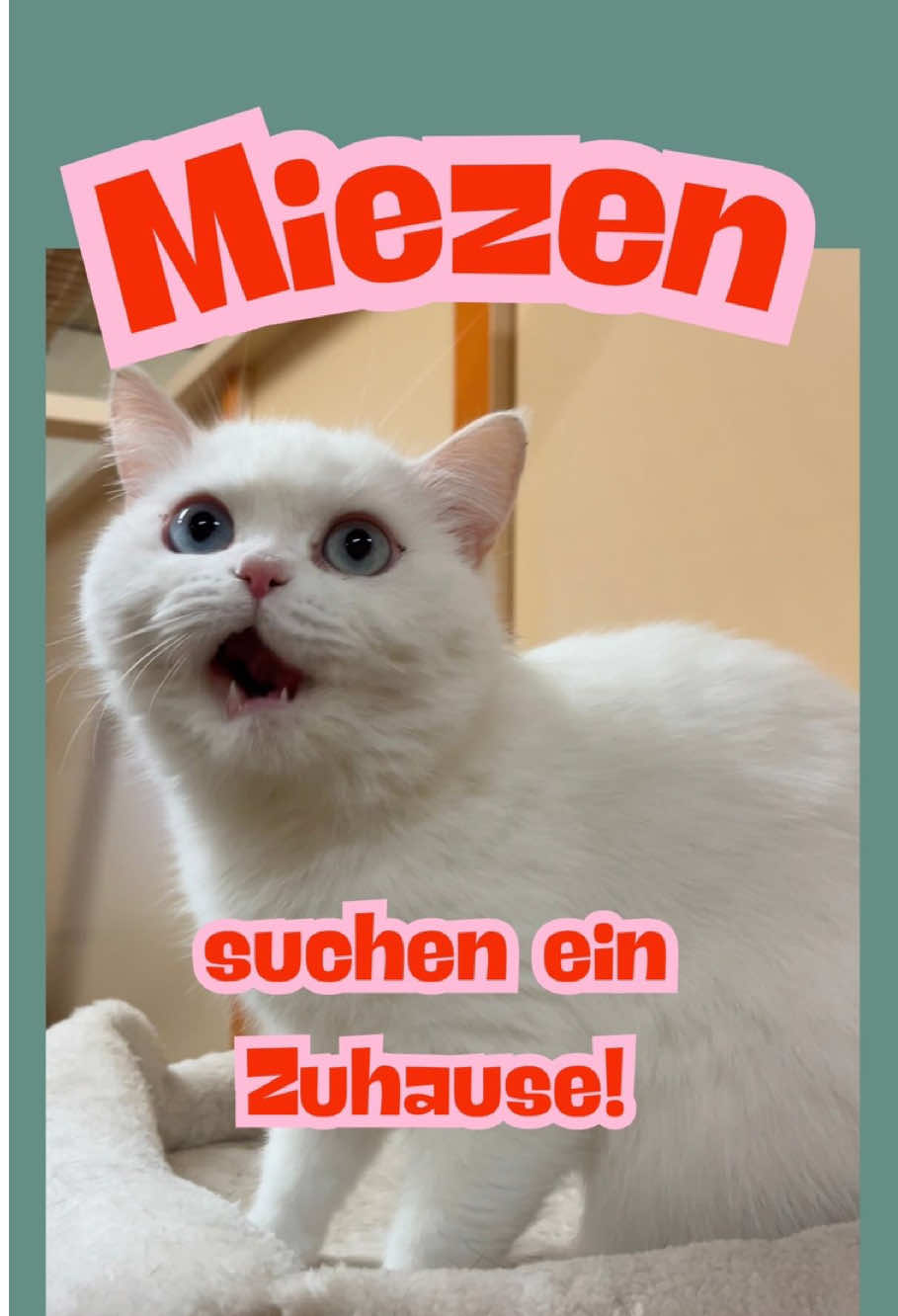 @TierheimKR