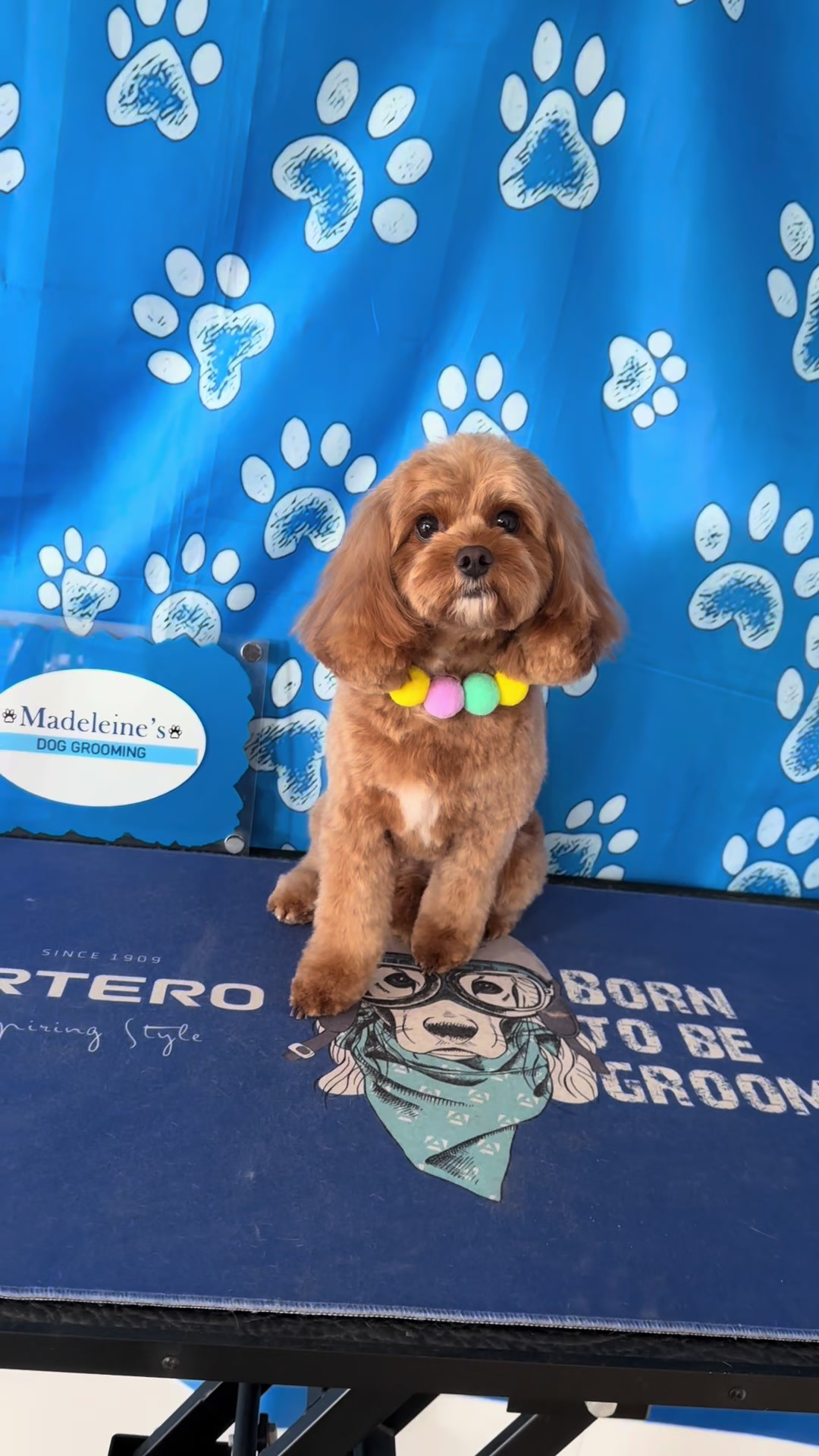 @madeleinesdoggrooming