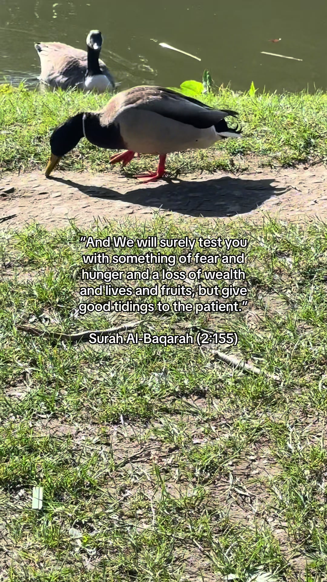 @💫