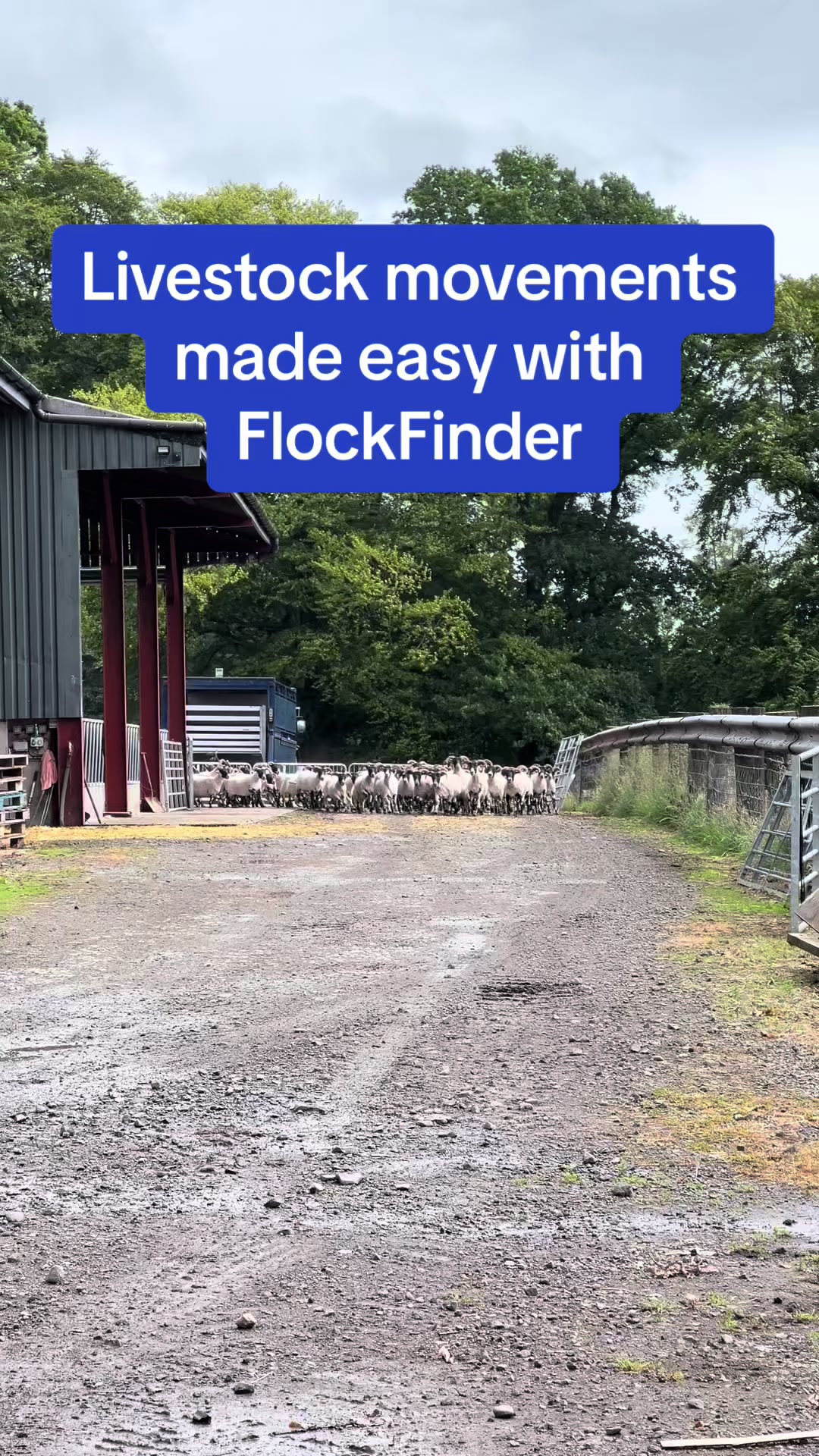 @FlockFinder