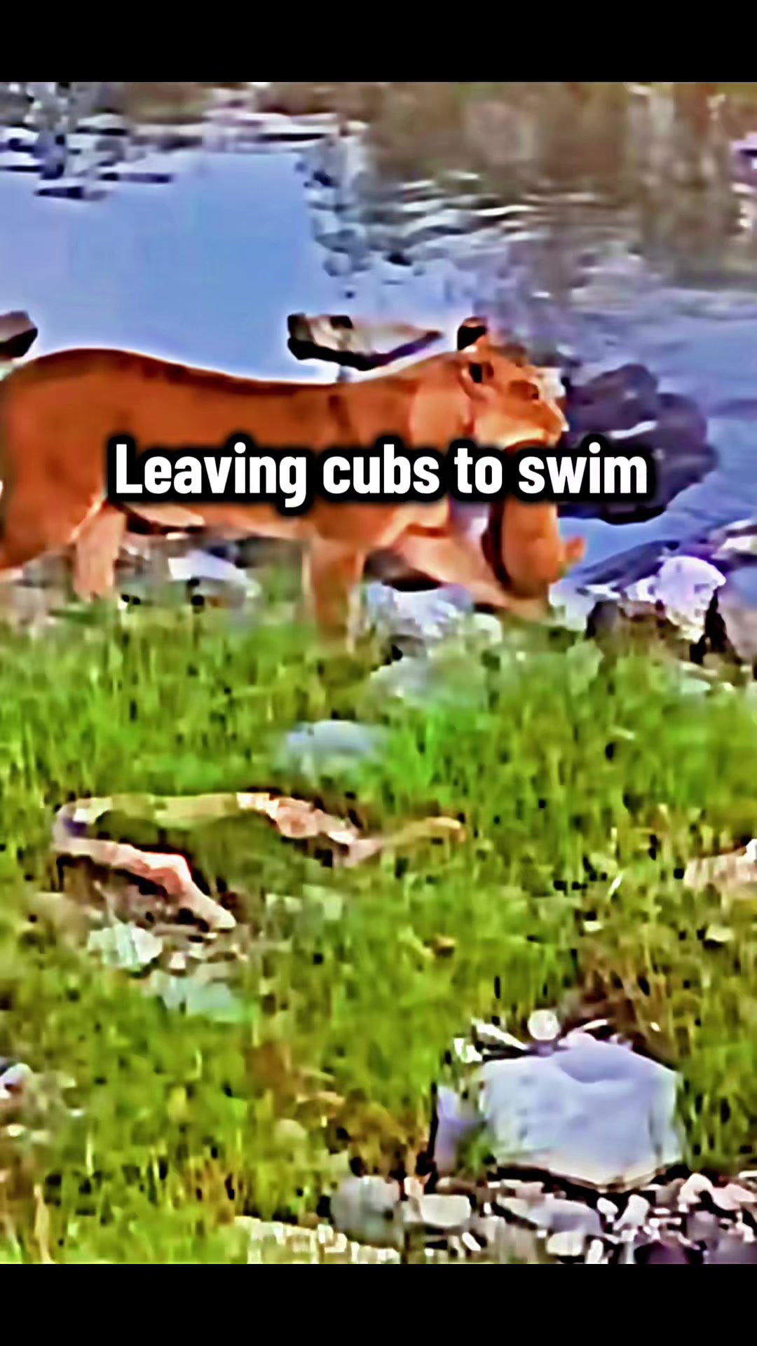 @lions