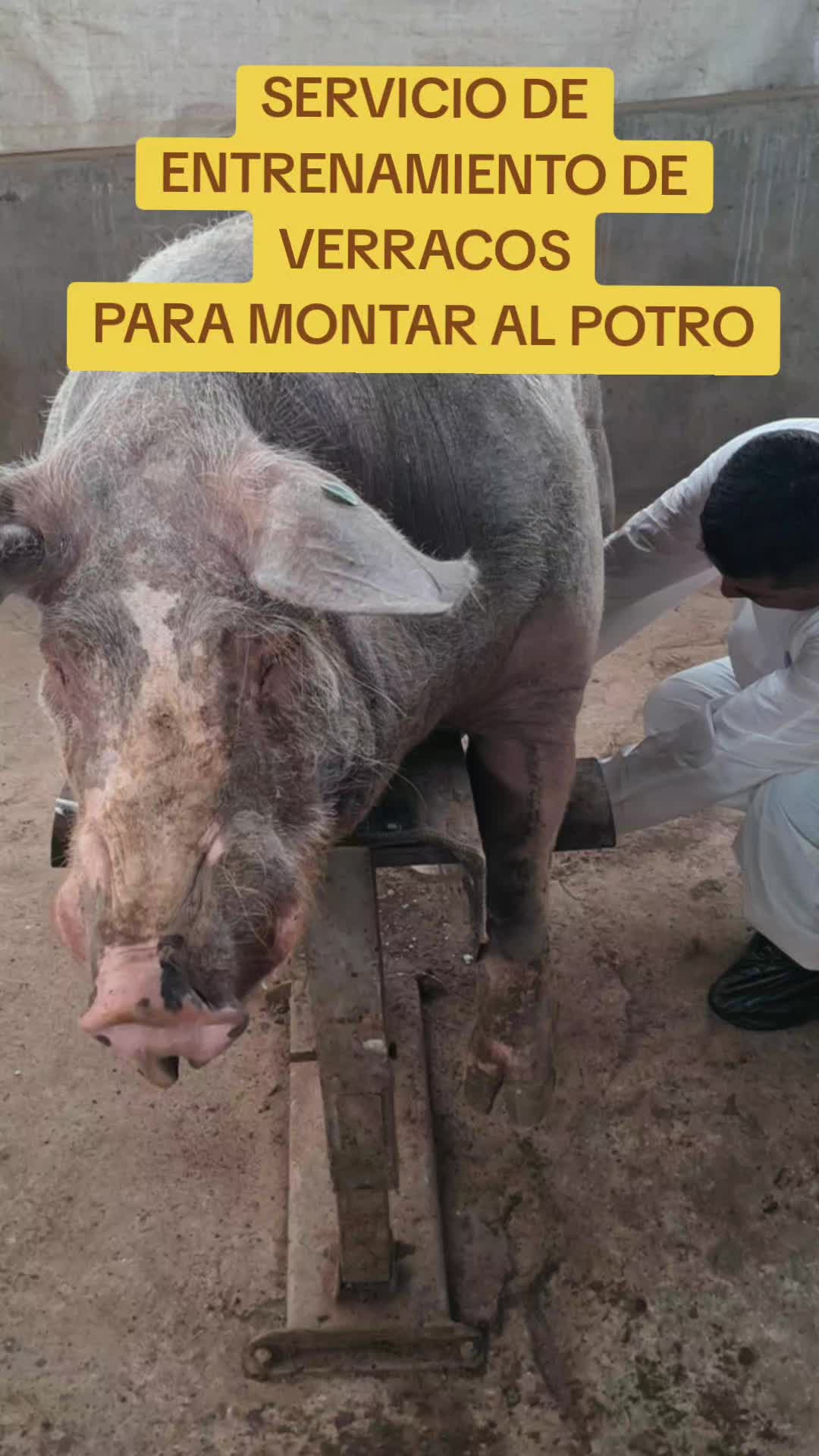 @Jean.Cisneros.Porcicultura