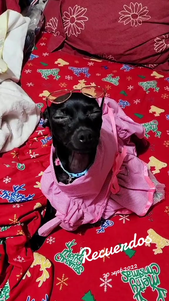 @ChannelyLuna🐕🐩