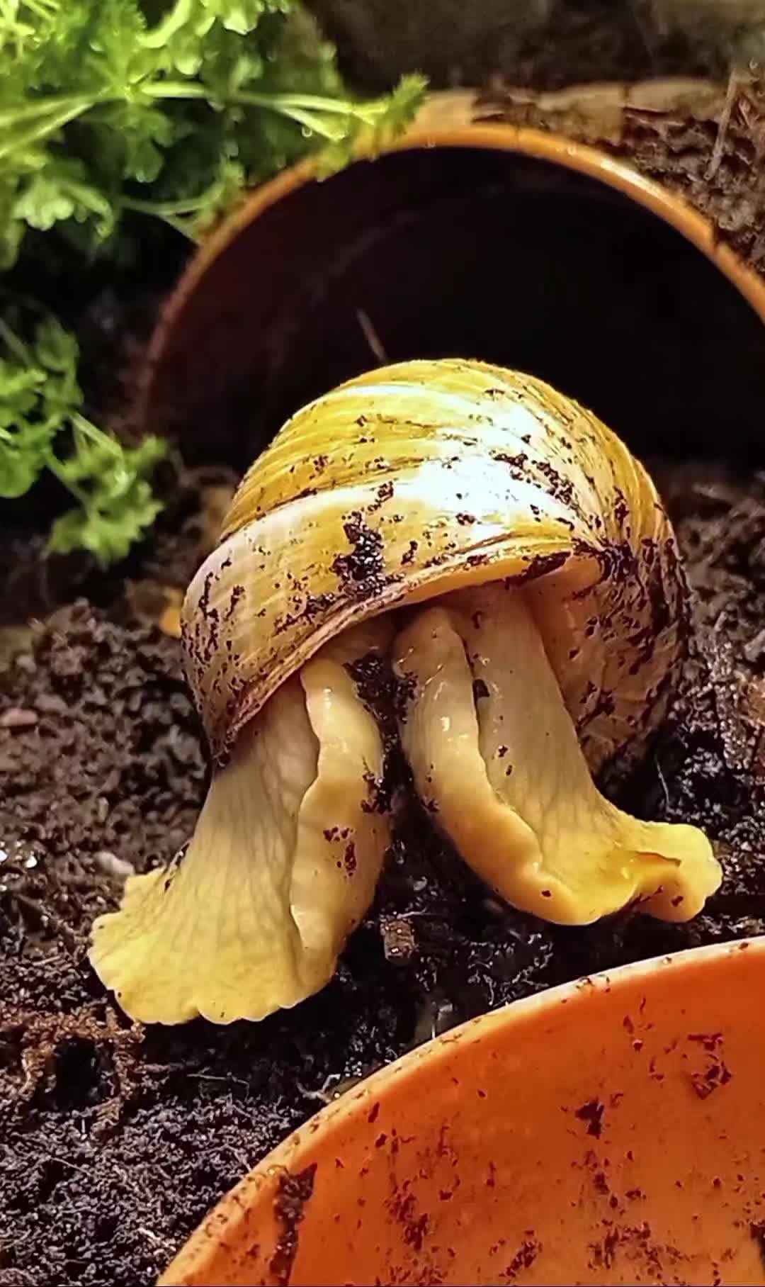 @creepy.crawlie.claire