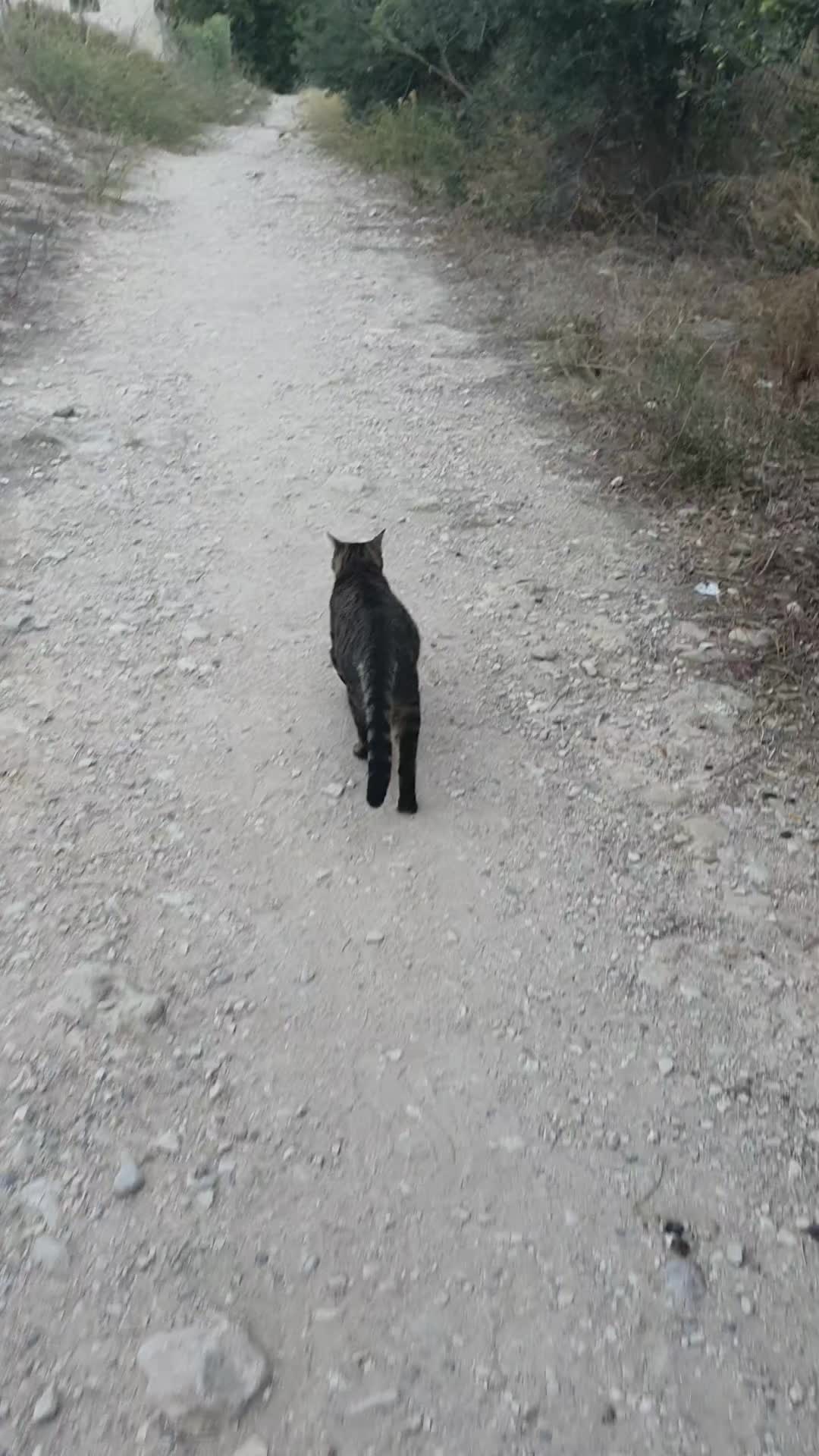 @Susancats