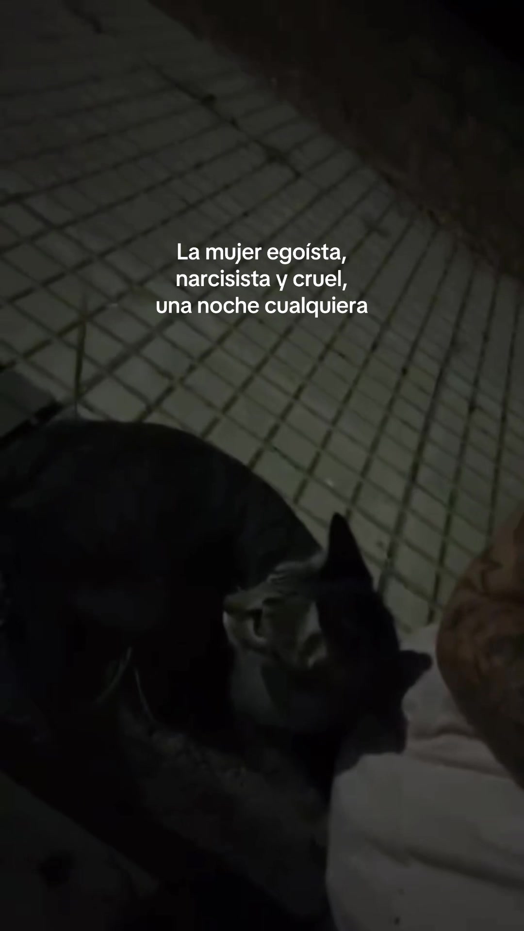 @vikko🦇🦇