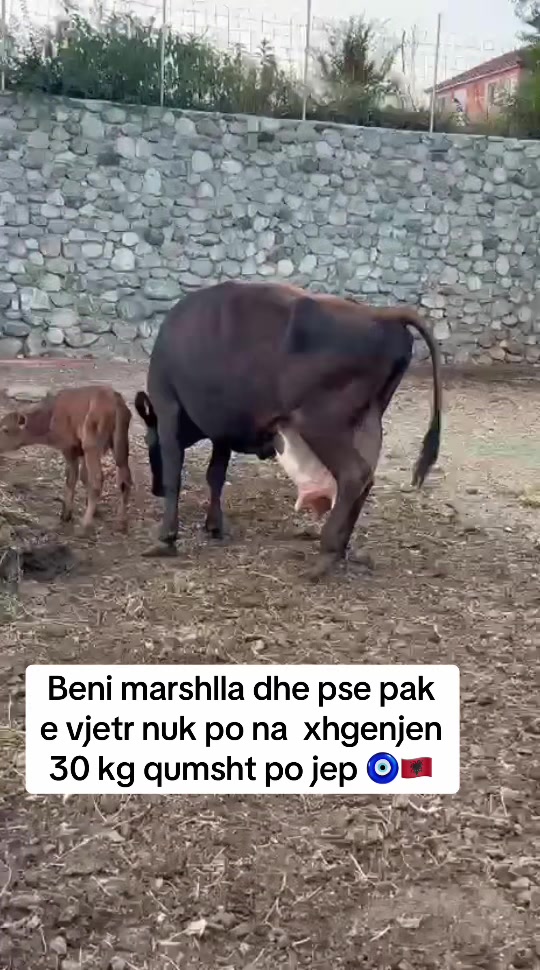 @Ferma _vellezrit _la&ccedil;i_ diber